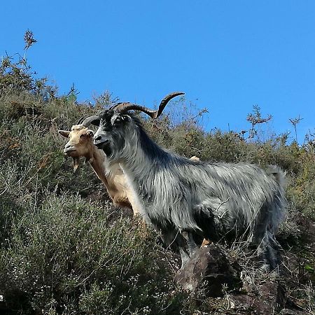 Alamela Casinha Do Joao No Geresヴィラ エクステリア 写真